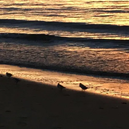 L'ocean Vue Bassin 1ere Ligne Pereire Vue Apartamento